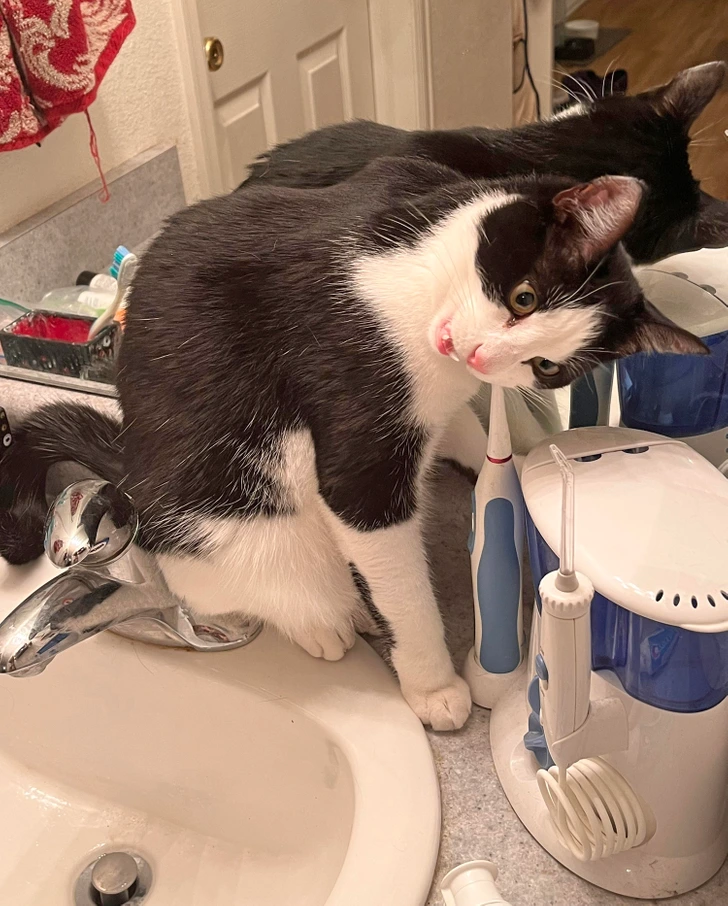 cat-toothbrush