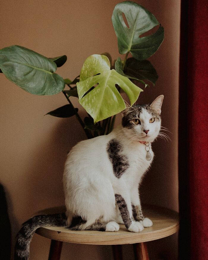 cat-under-the-plant