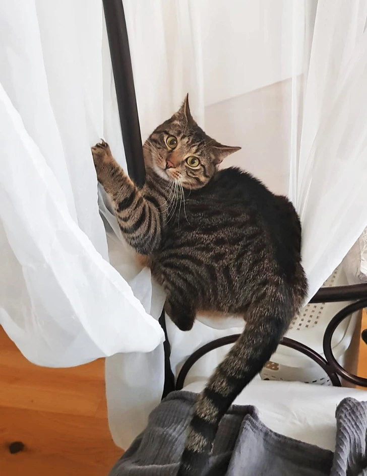 cat-white