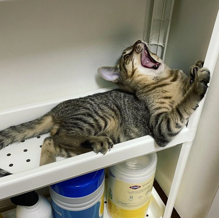 cat-yawn