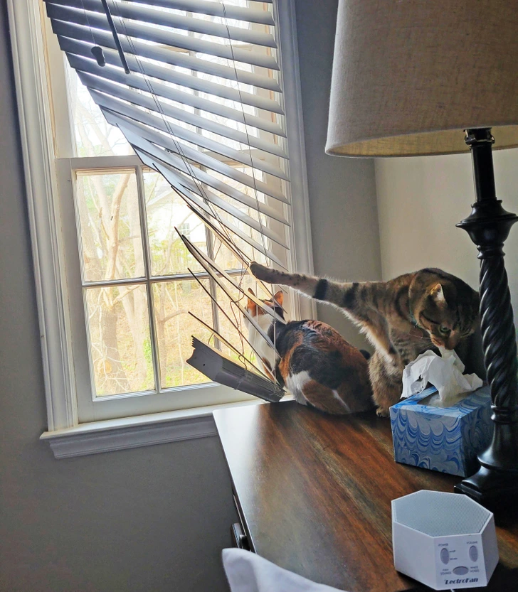 cats-window