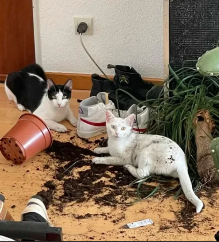 cats