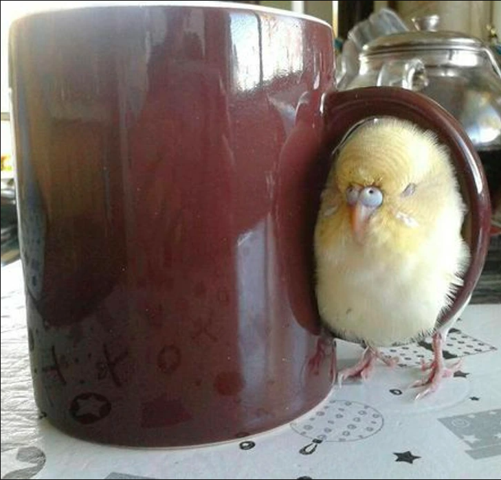 chicken