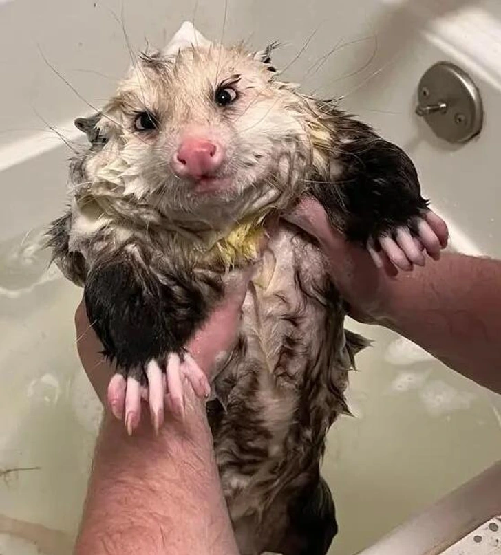 clean-boy