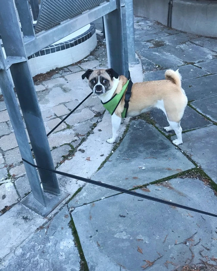 confused-dog