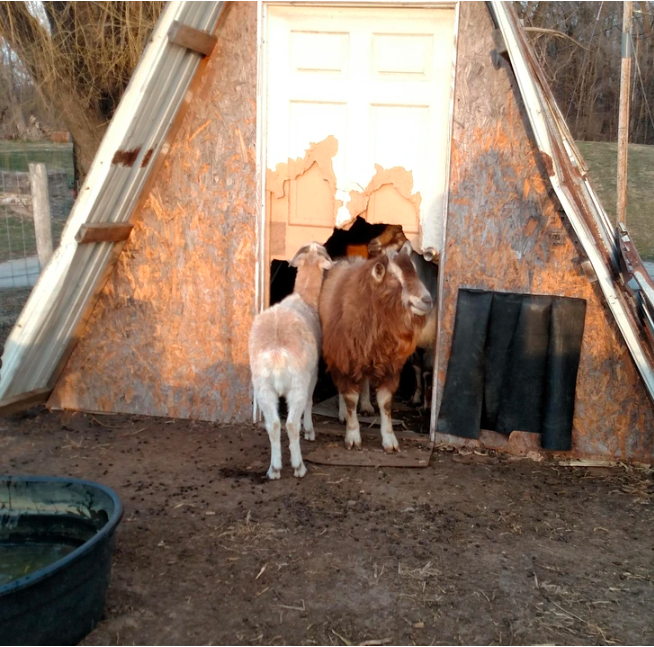 cow