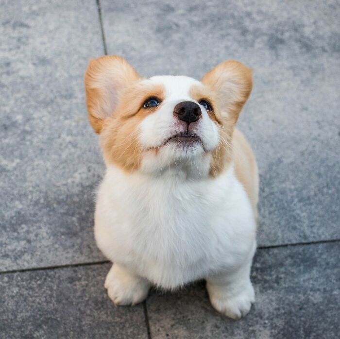 cute-puppy