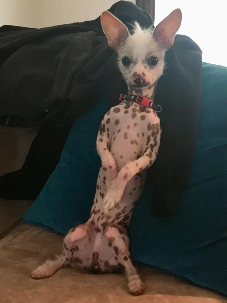 different-dog