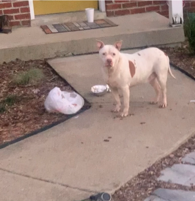 dog 1