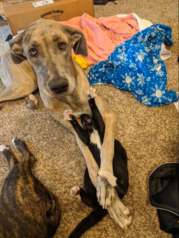 dog and cat