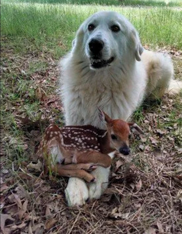 dog and deer