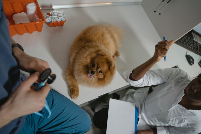 dog-at-a-vet
