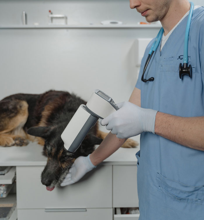 dog-at-doctor-clinic