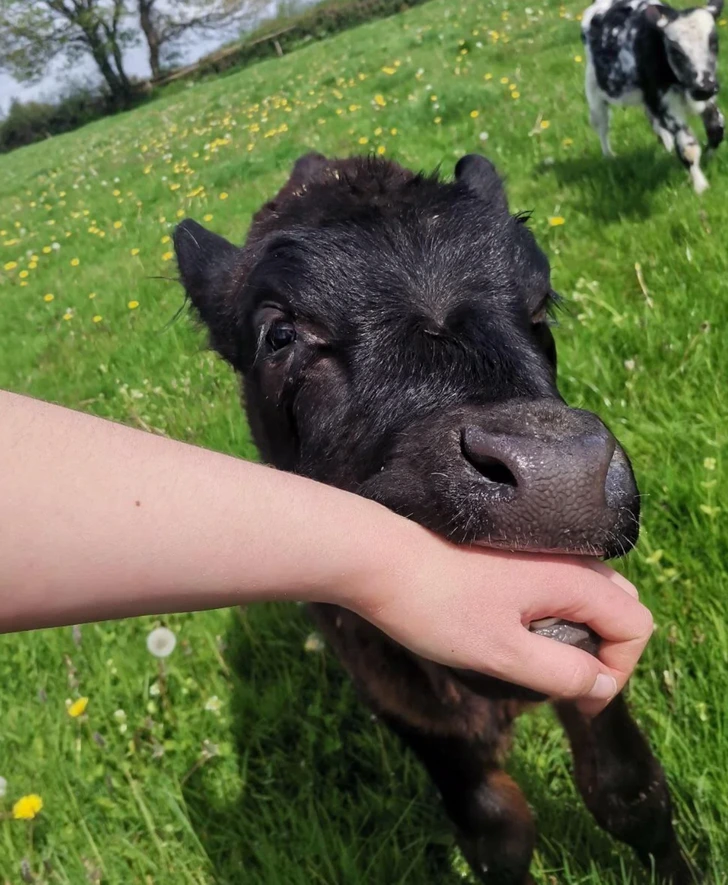 dog-bite