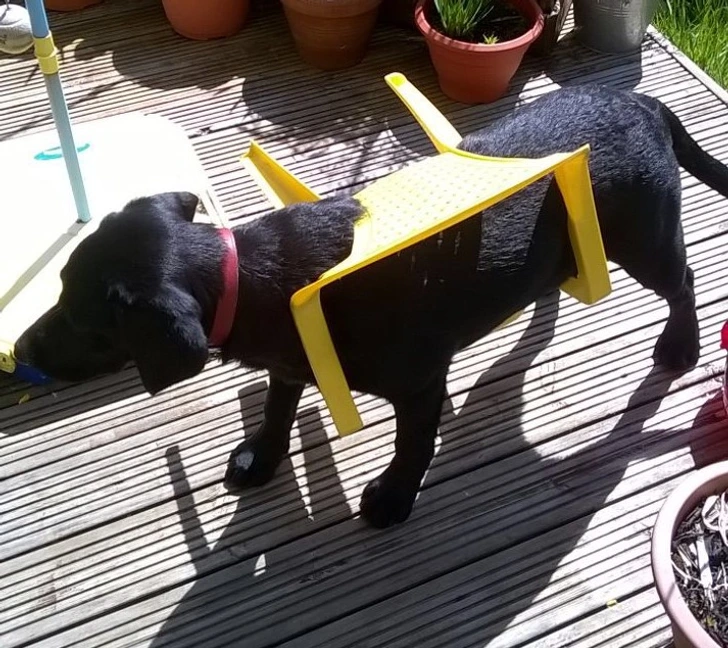 dog-chair