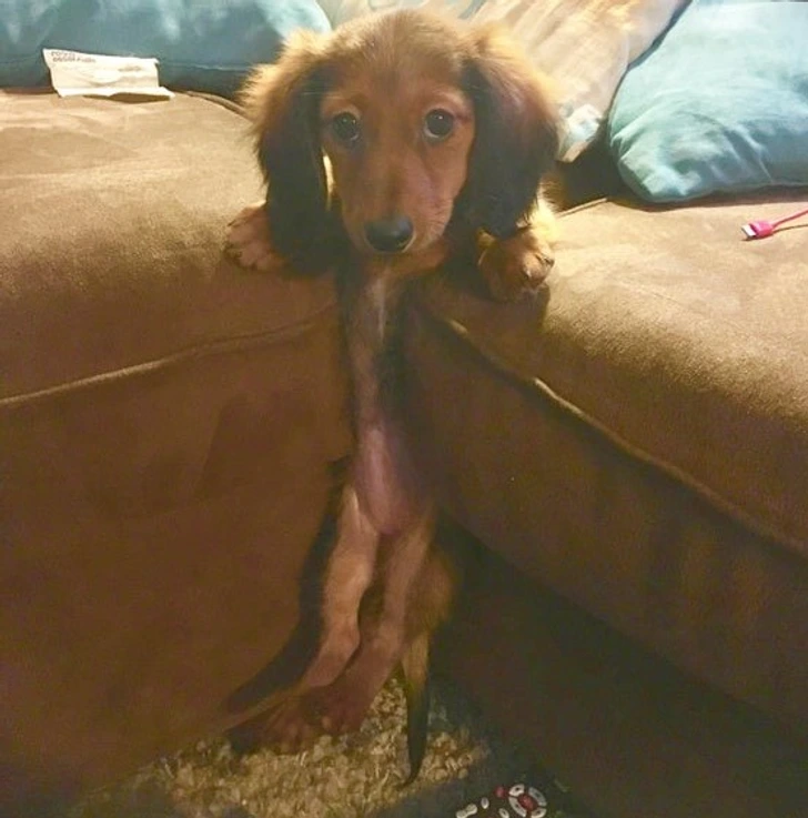 dog-couch