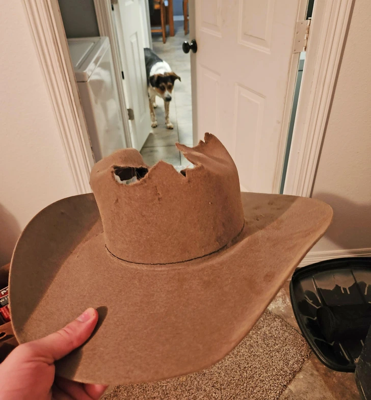 dog-hat