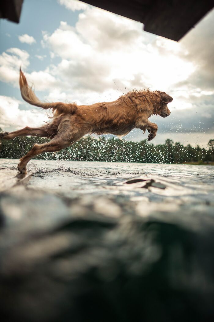 dog-jumping-in-water