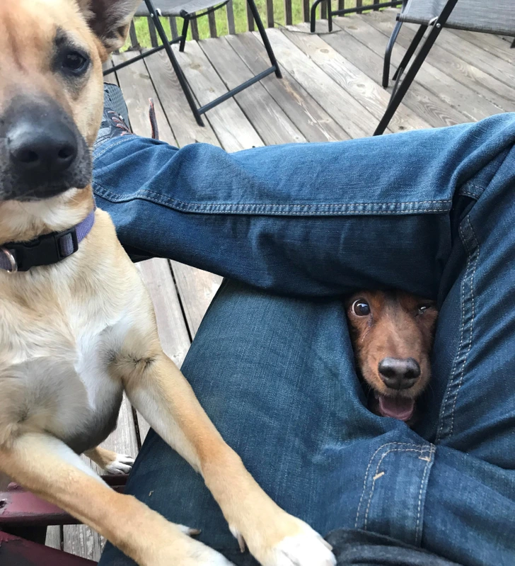 dog-lap