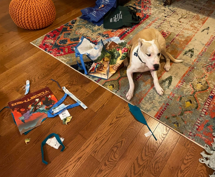 dog-made-a-mess