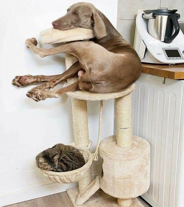 dog-on-cat-tower