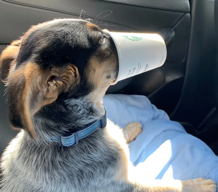 dog-startbucks