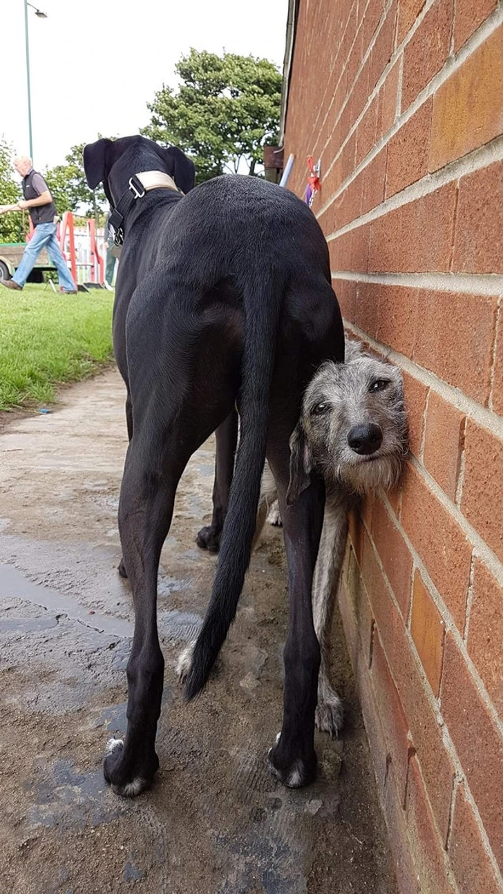 dogs-on-wall