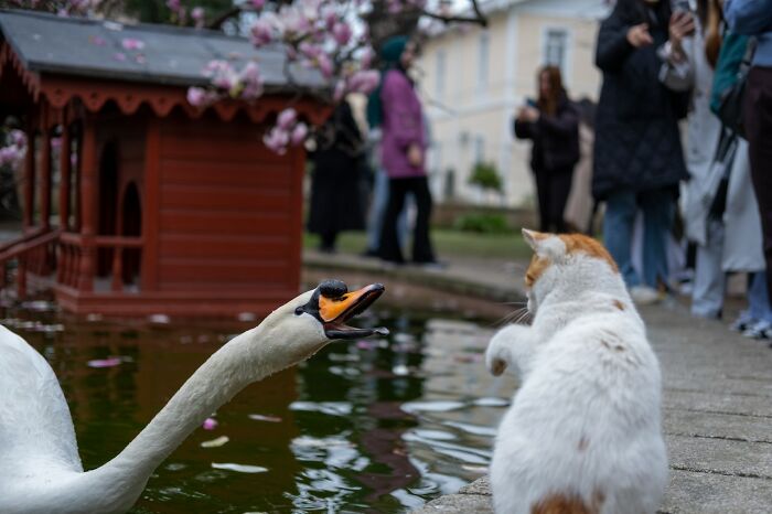 duck-and-a-cat