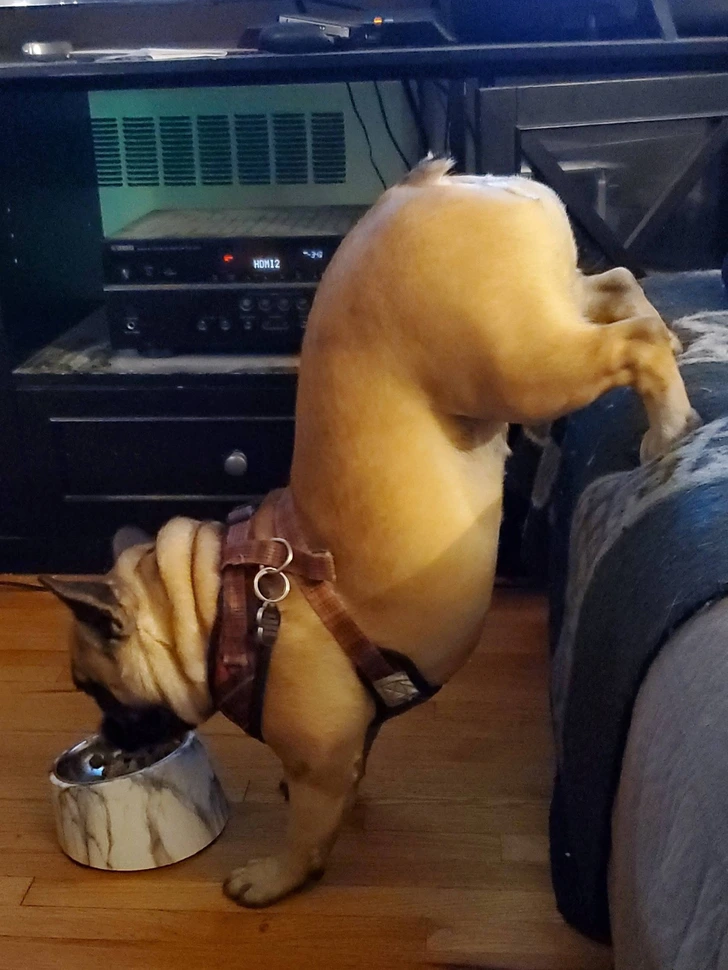 eating-dog