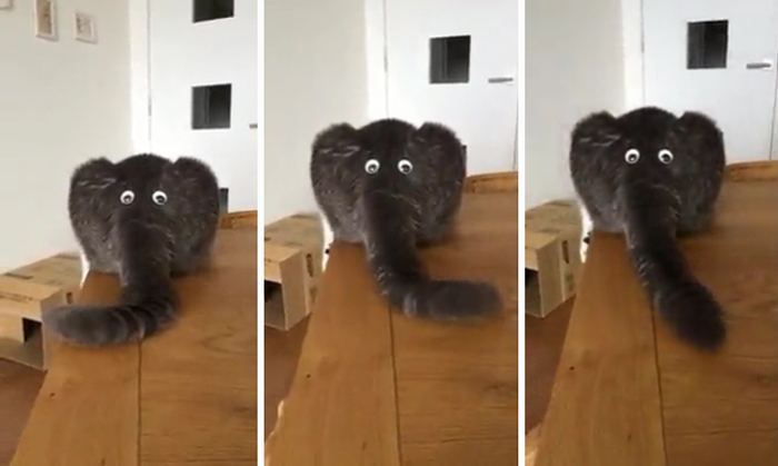 elephant-or-cat