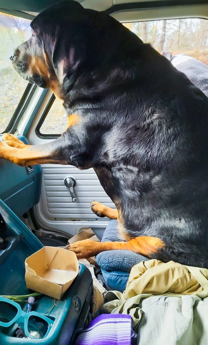 friend's-dog-