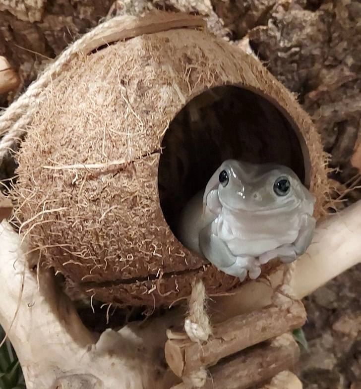 frog-house