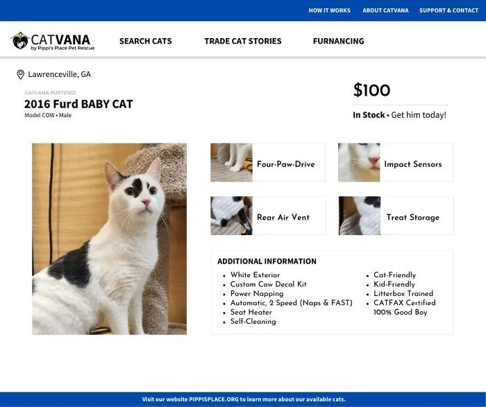 furd-baby-cat-