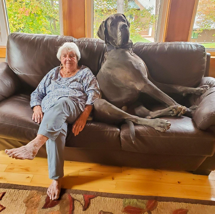 giant-dog- 
