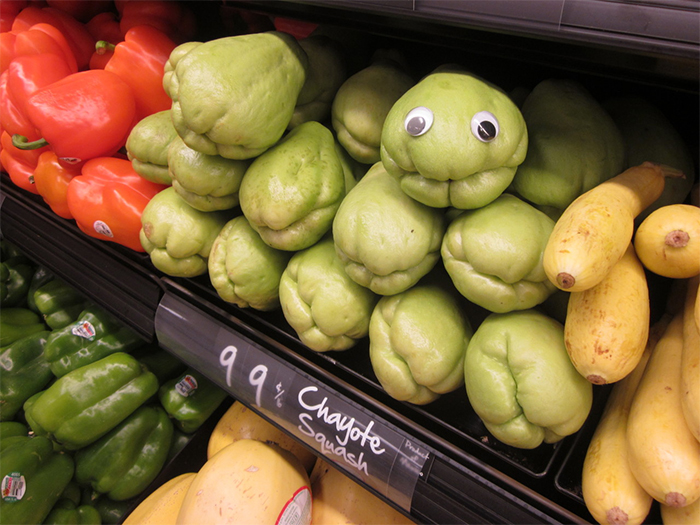 grandpa-chayote-squash