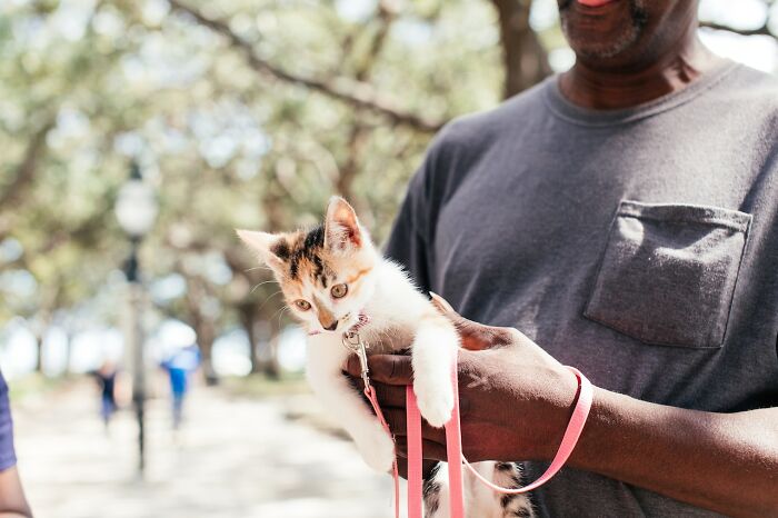 guy-holding-a-kitten