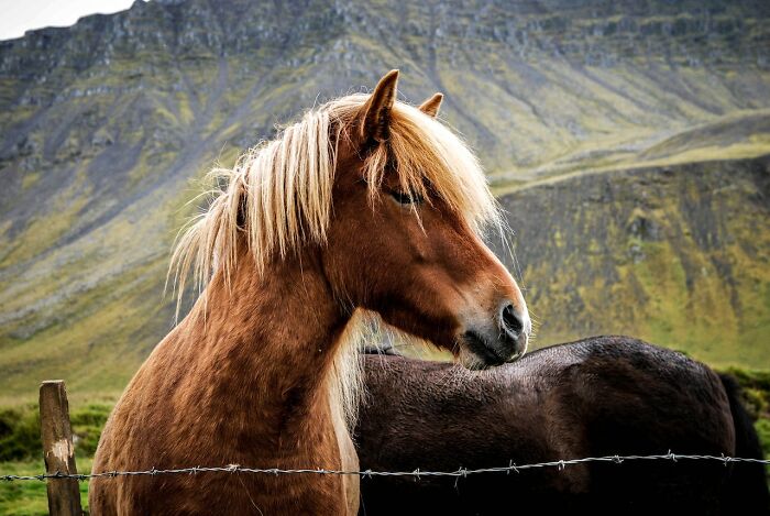 horse-with-pretty-hair