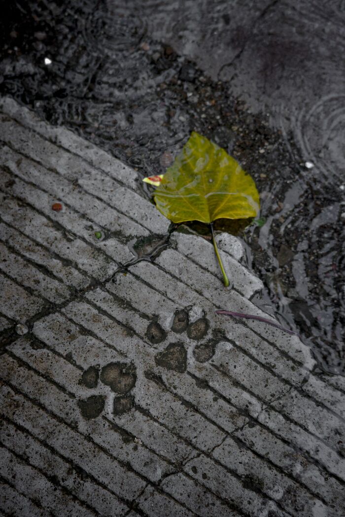 leaf-in-water