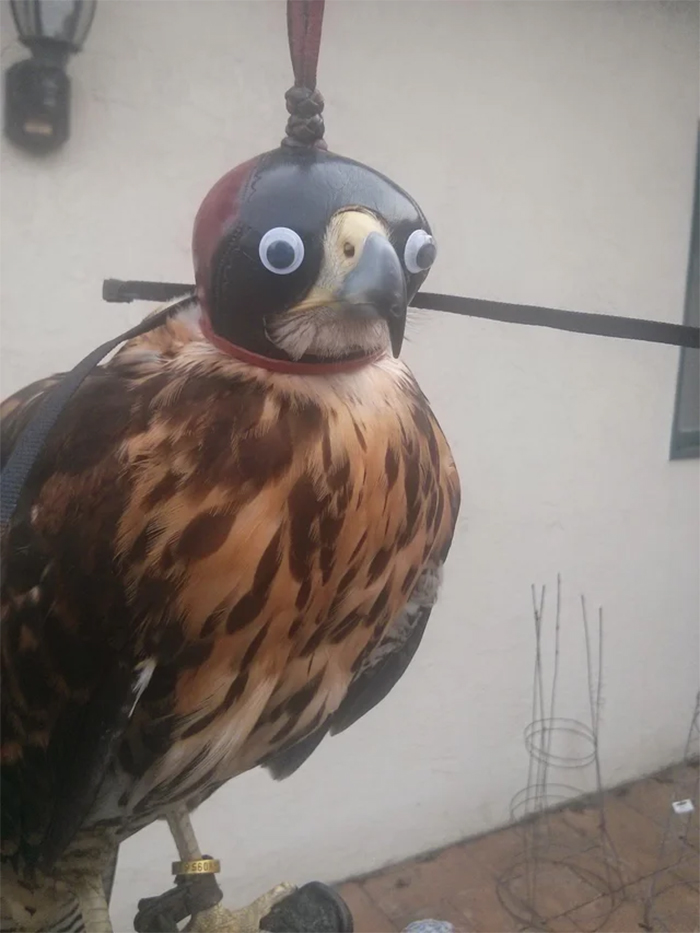 noble-raptor-with-googly-eyes