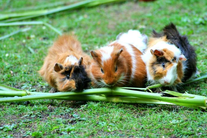 rabbits-eating