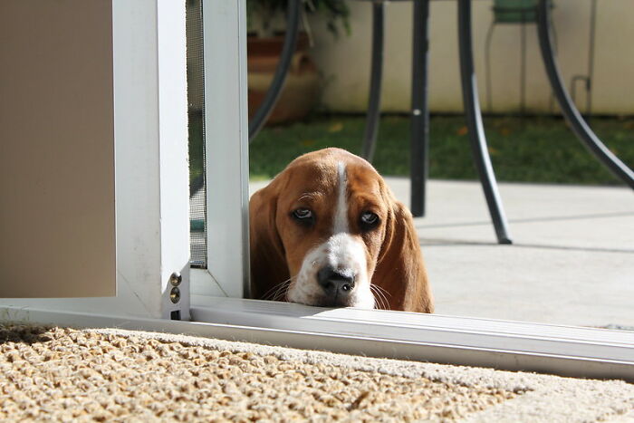 sad-dog