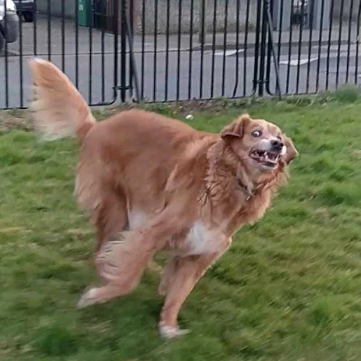 scared-dog