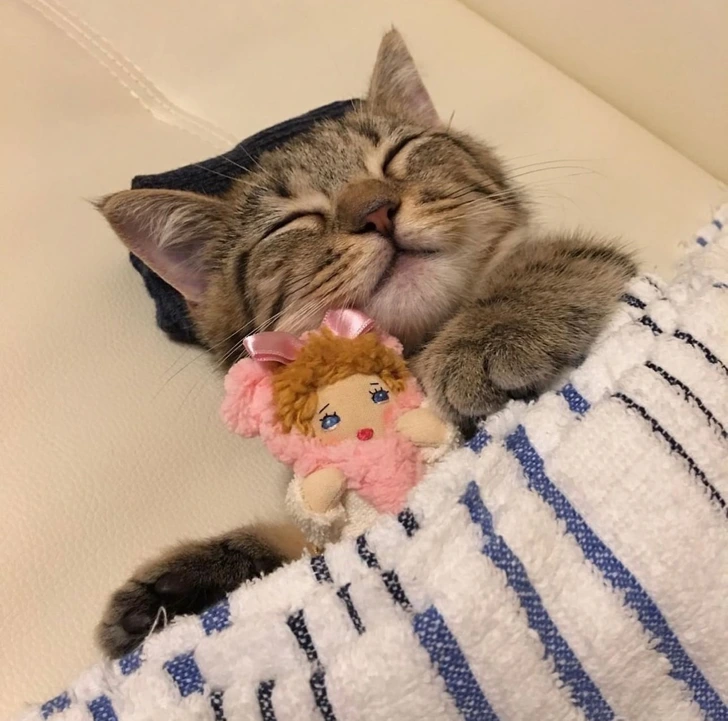 sleeping-cat