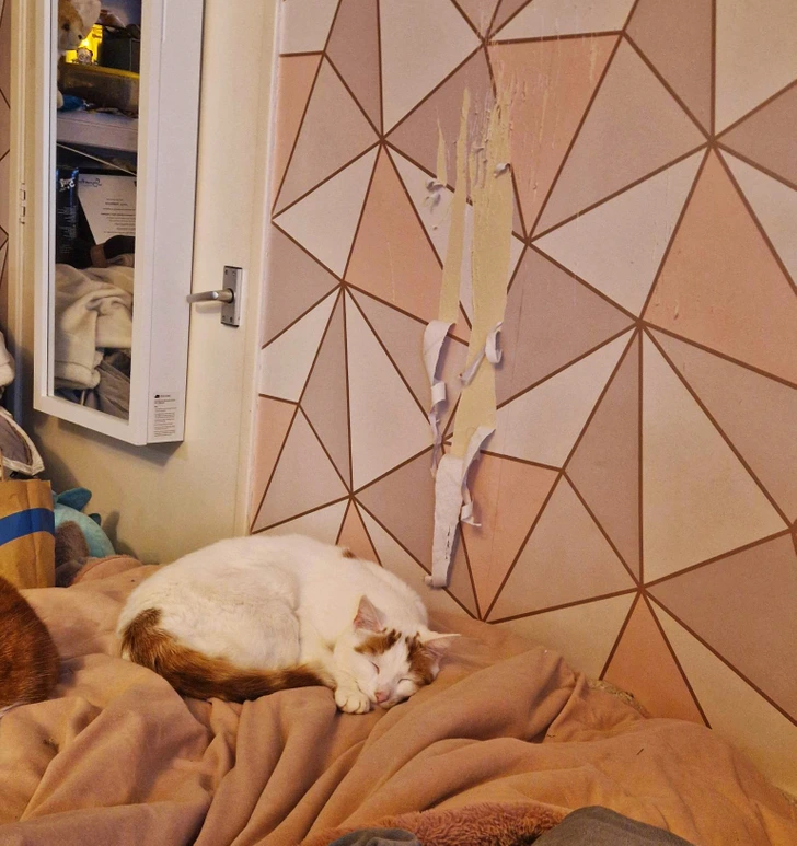 sleeping-cat