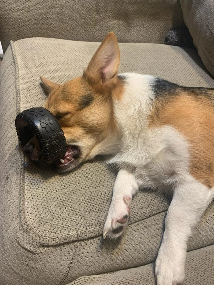 sleeping-dog