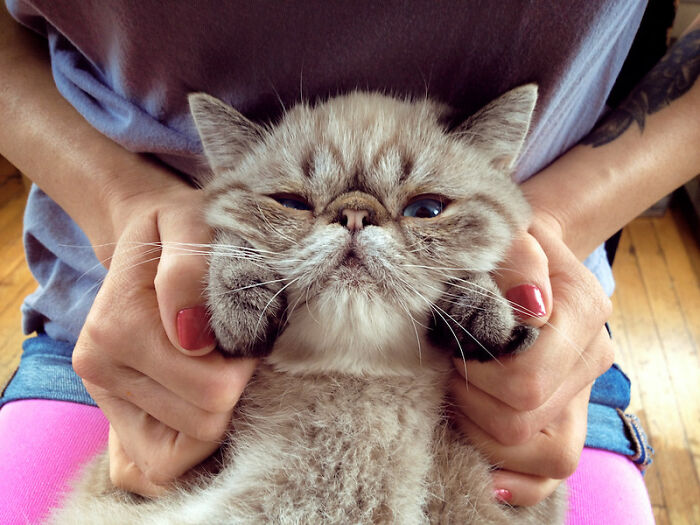 squeezed-cat