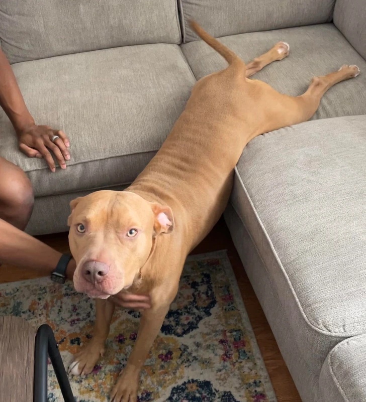 stretch-dog