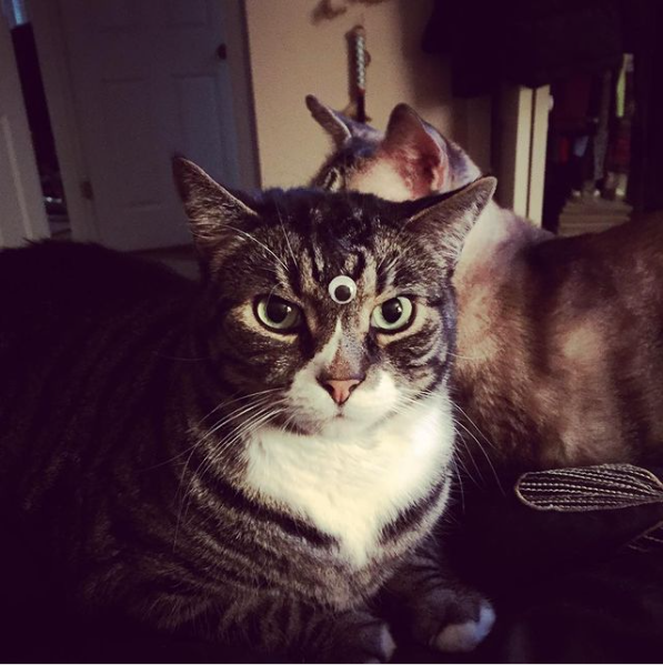three-eyed-cat