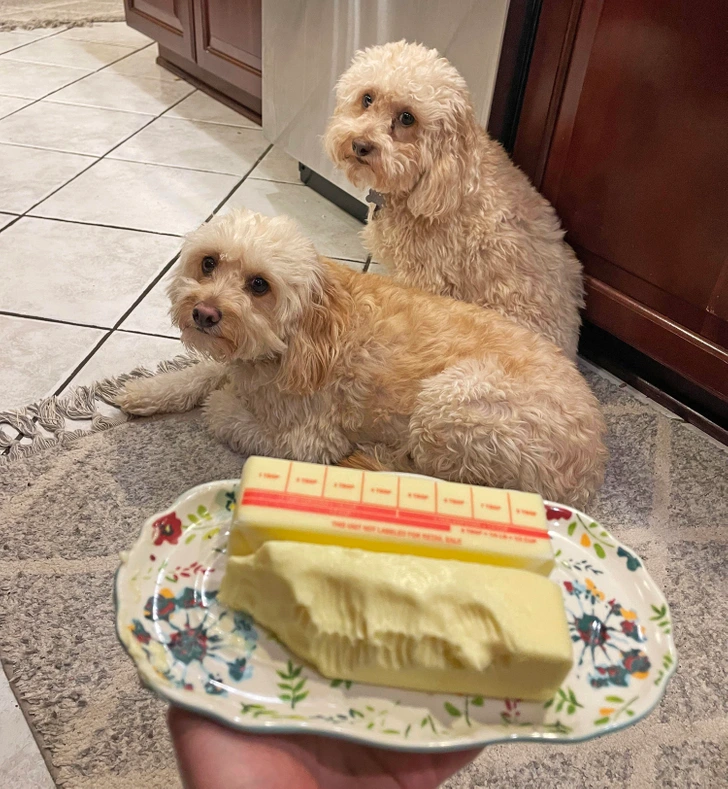 two-dogs
