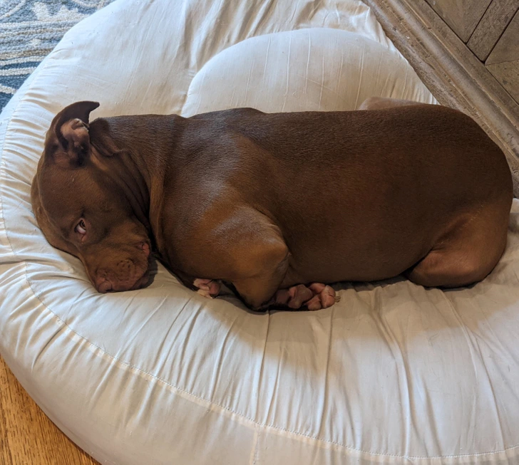 upset-dog